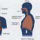 Illustration for article titled Known about Hiccup Treatment